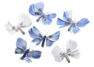 Motyl z piór na klipie 8cm x 6cm 6szt. 173CAN19114_BL